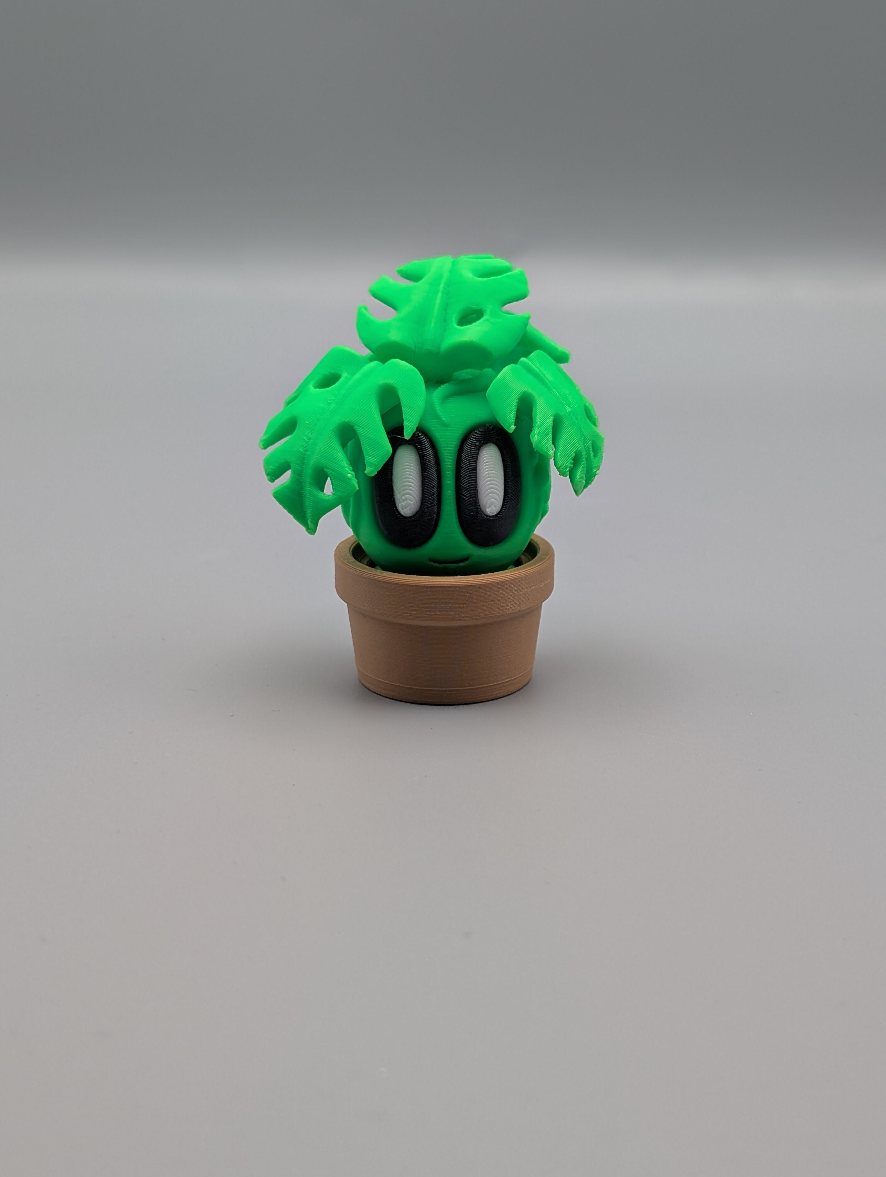 Monstera - Fillywinkel