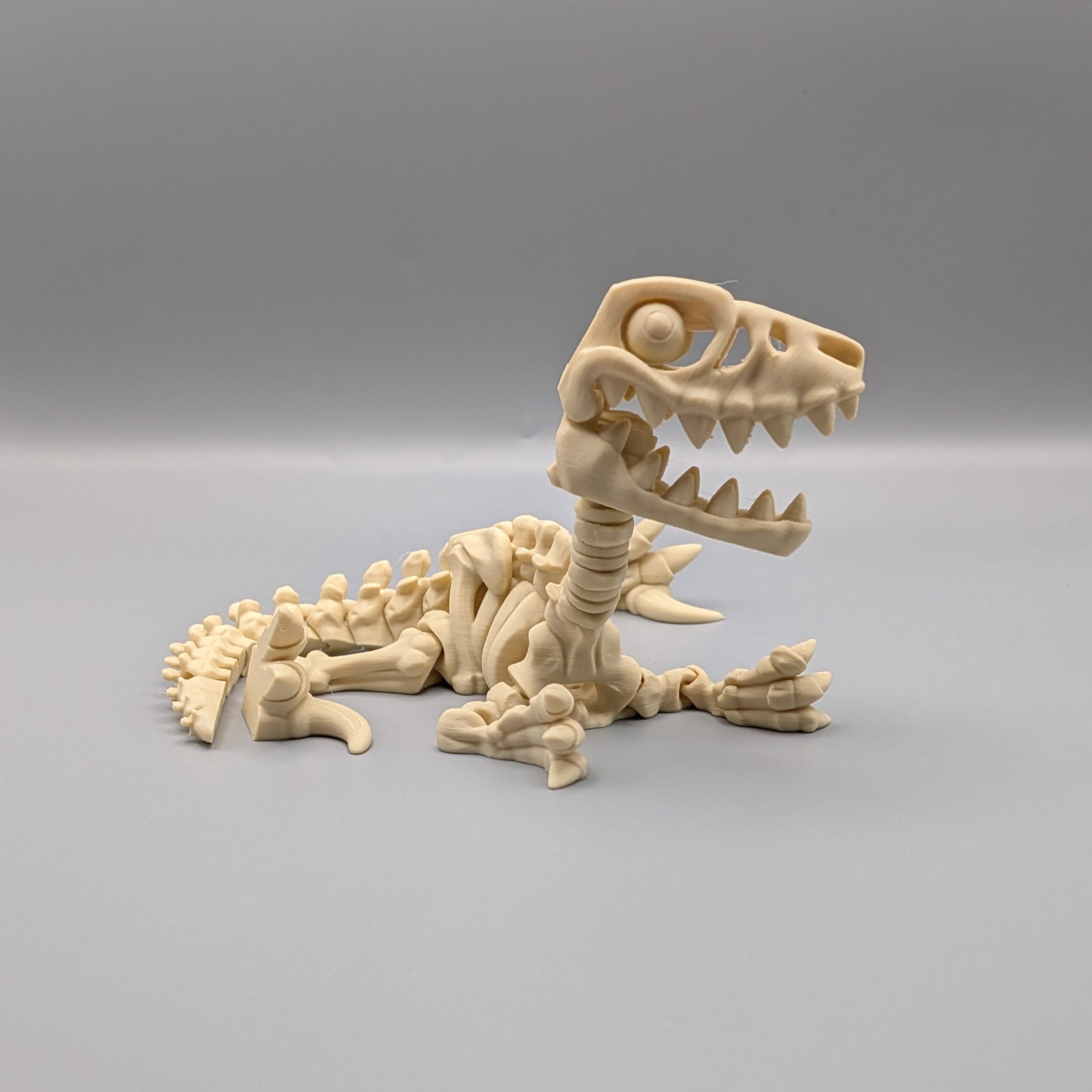 Articulated Raptor Skeleton - Fillywinkel