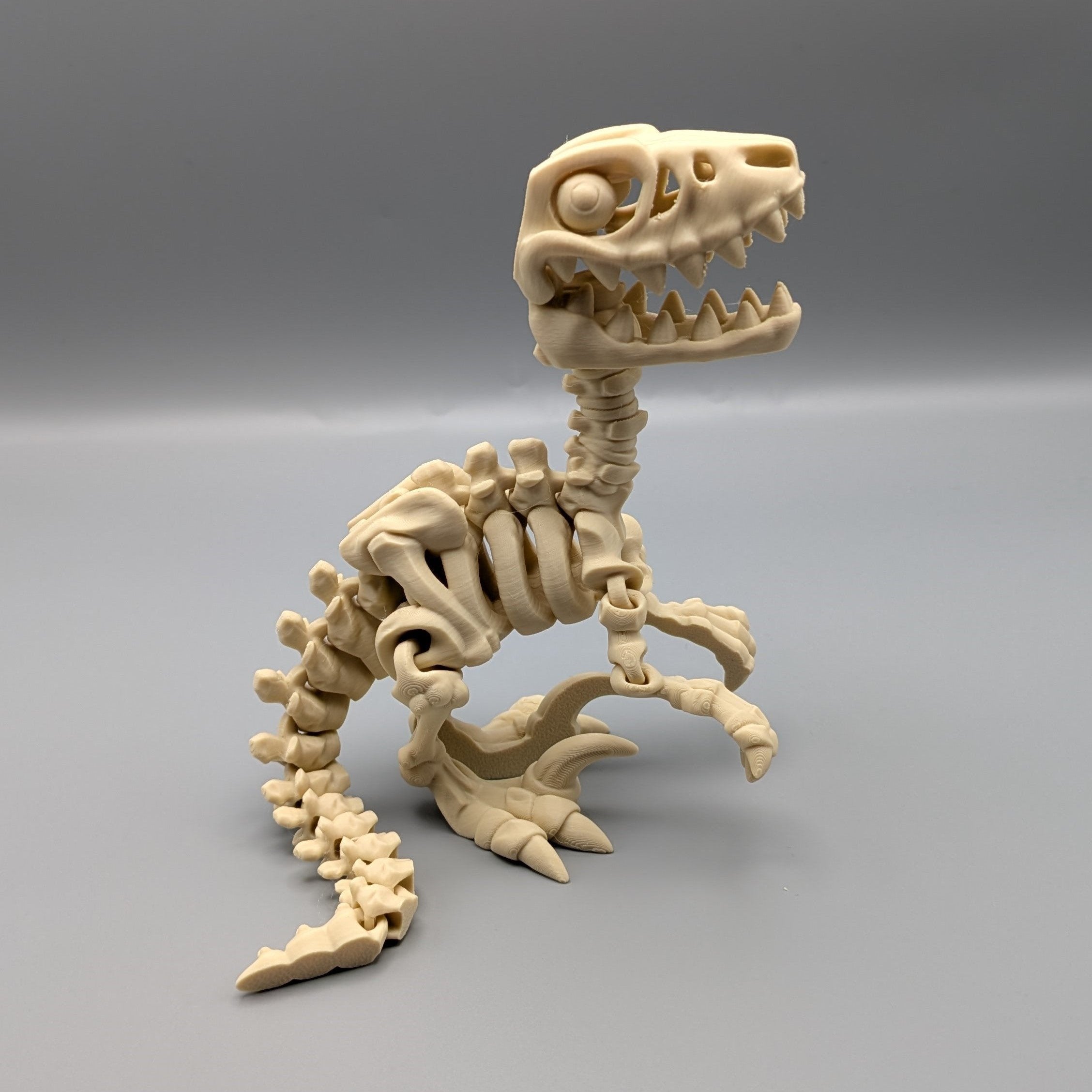 Articulated Raptor Skeleton - Fillywinkel