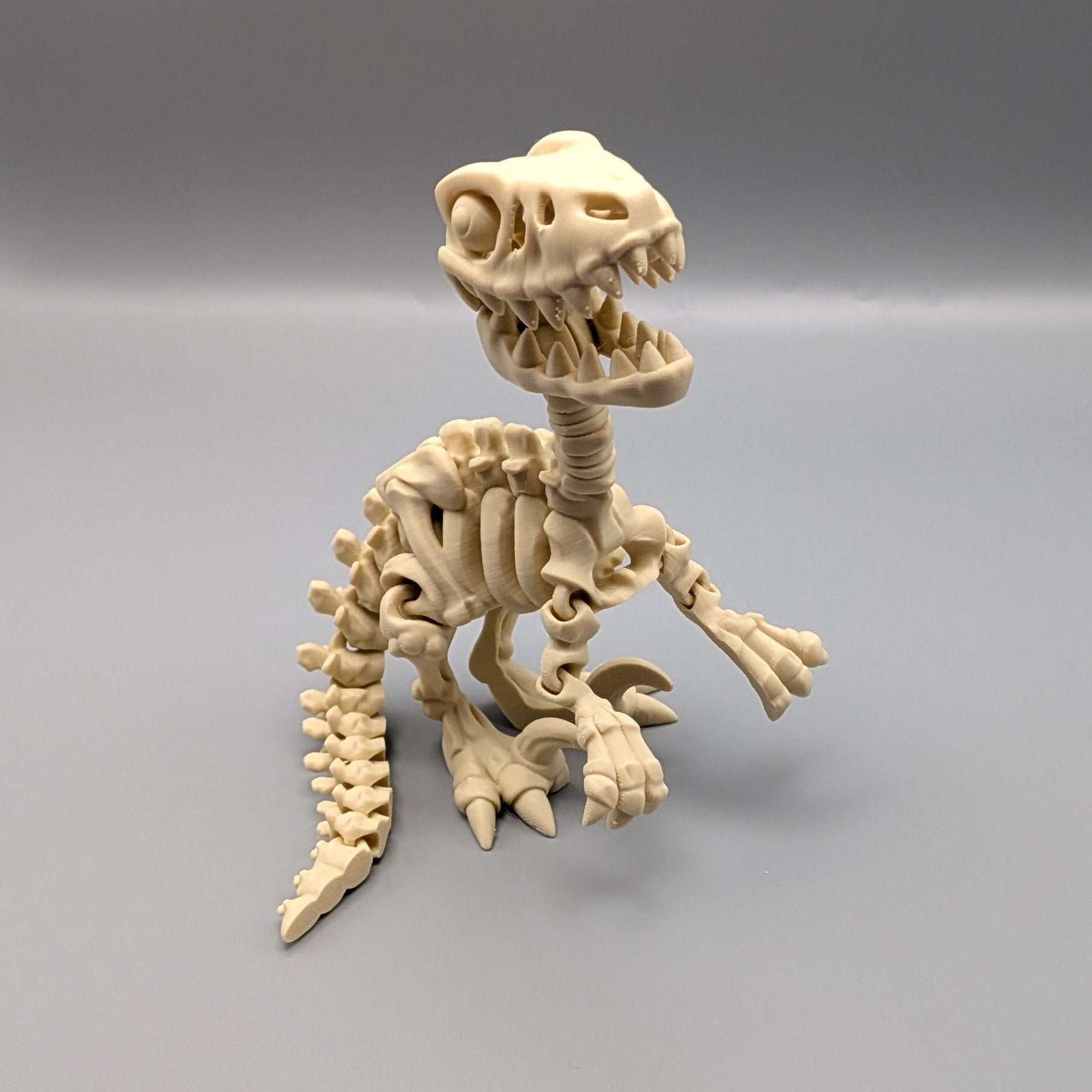 Articulated Raptor Skeleton - Fillywinkel