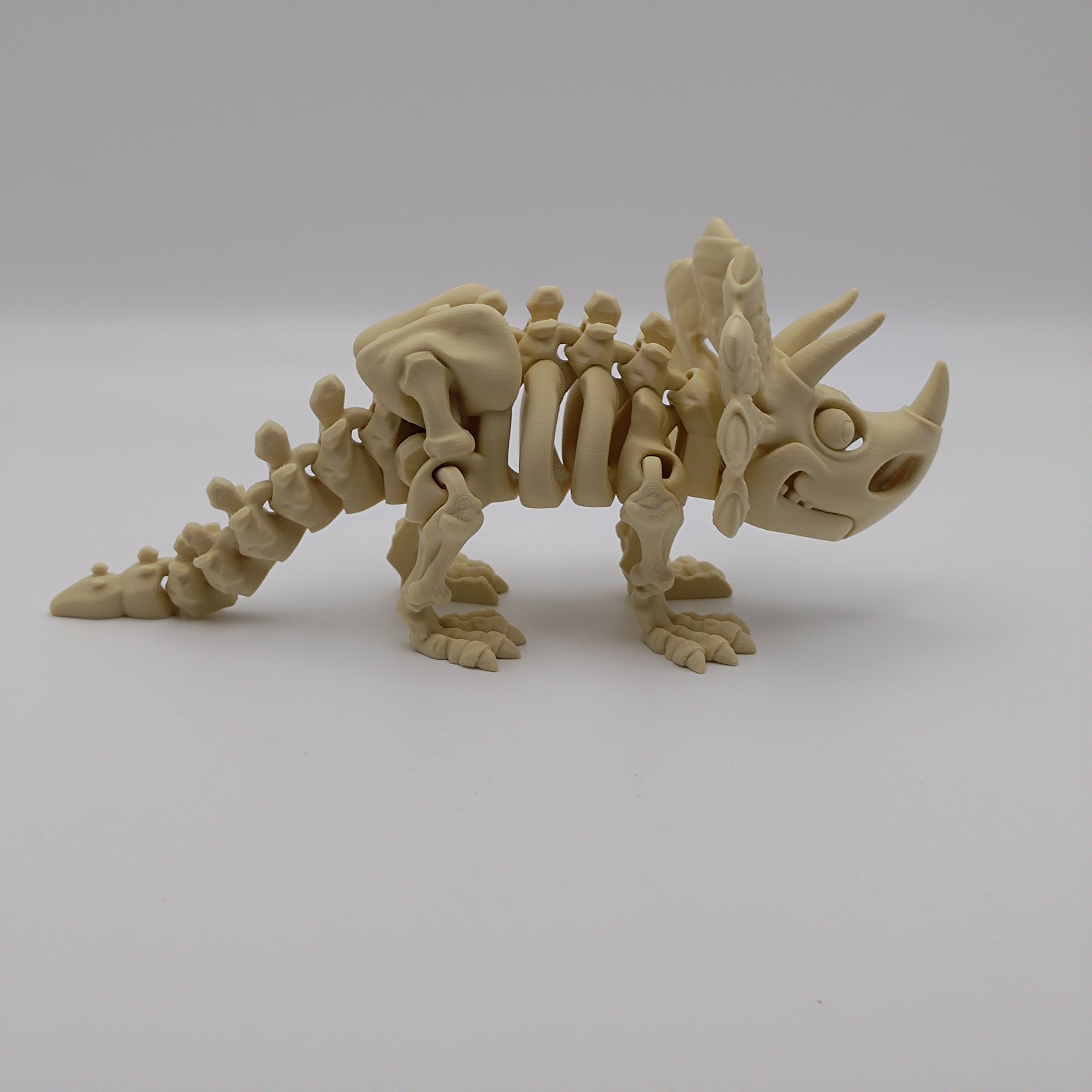Articulated Dinosaur Triceratops Skeleton - Fillywinkel