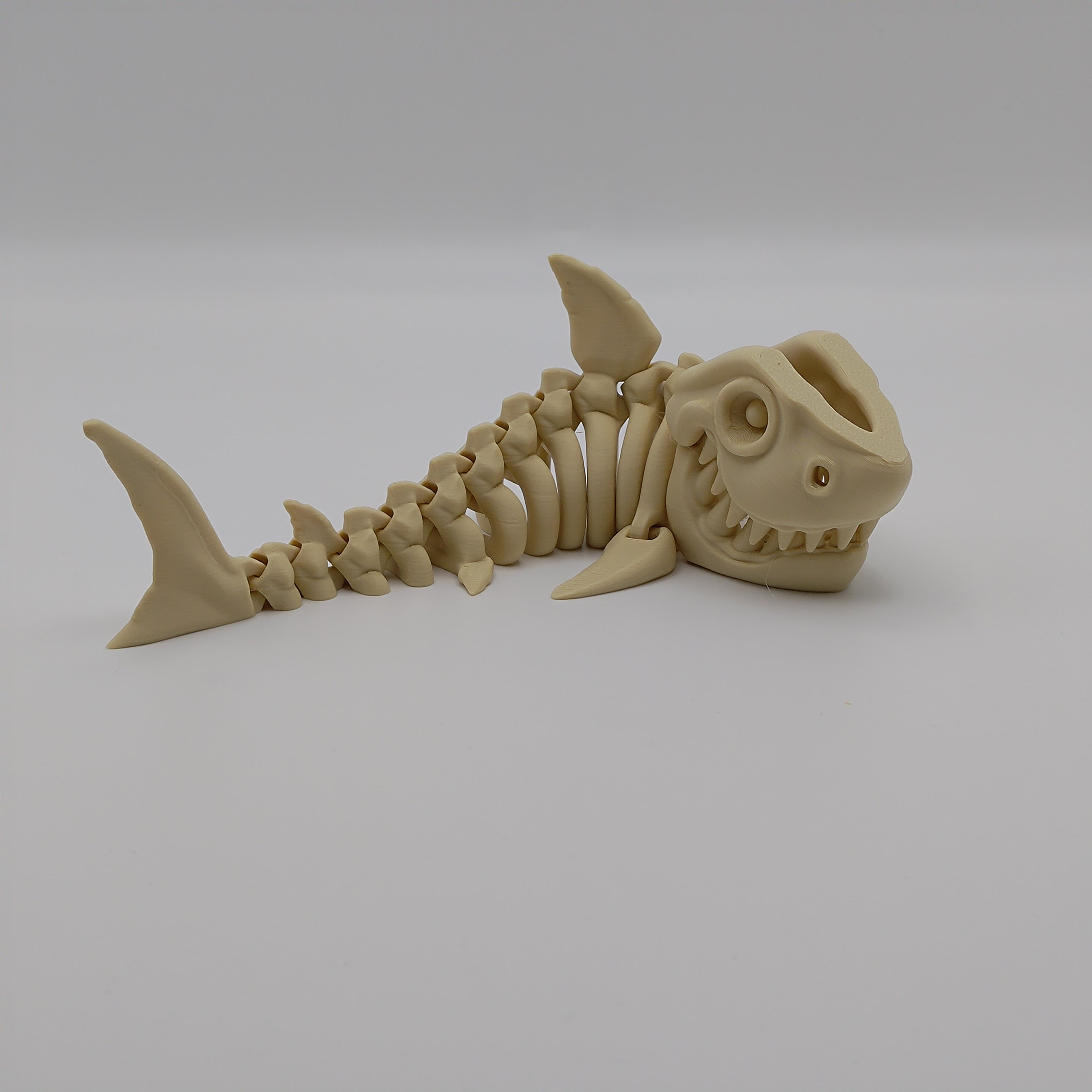 Articulated Shark Skeleton - Fillywinkel