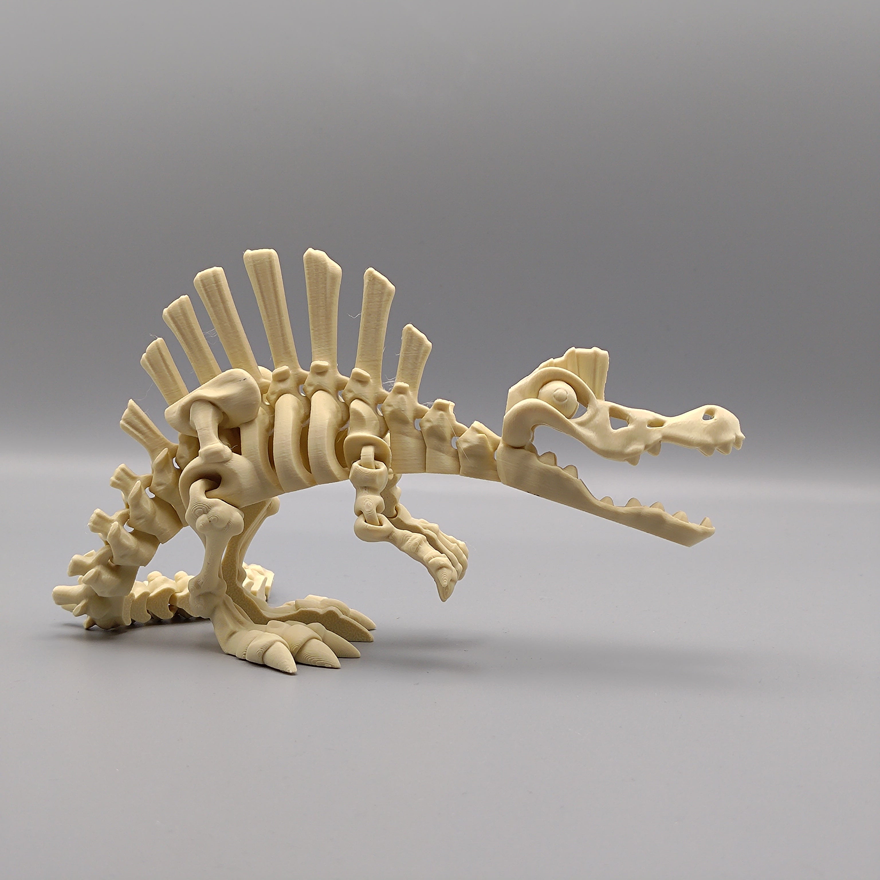 Articulated Dinosaur Spinosaurus Skeleton - Fillywinkel