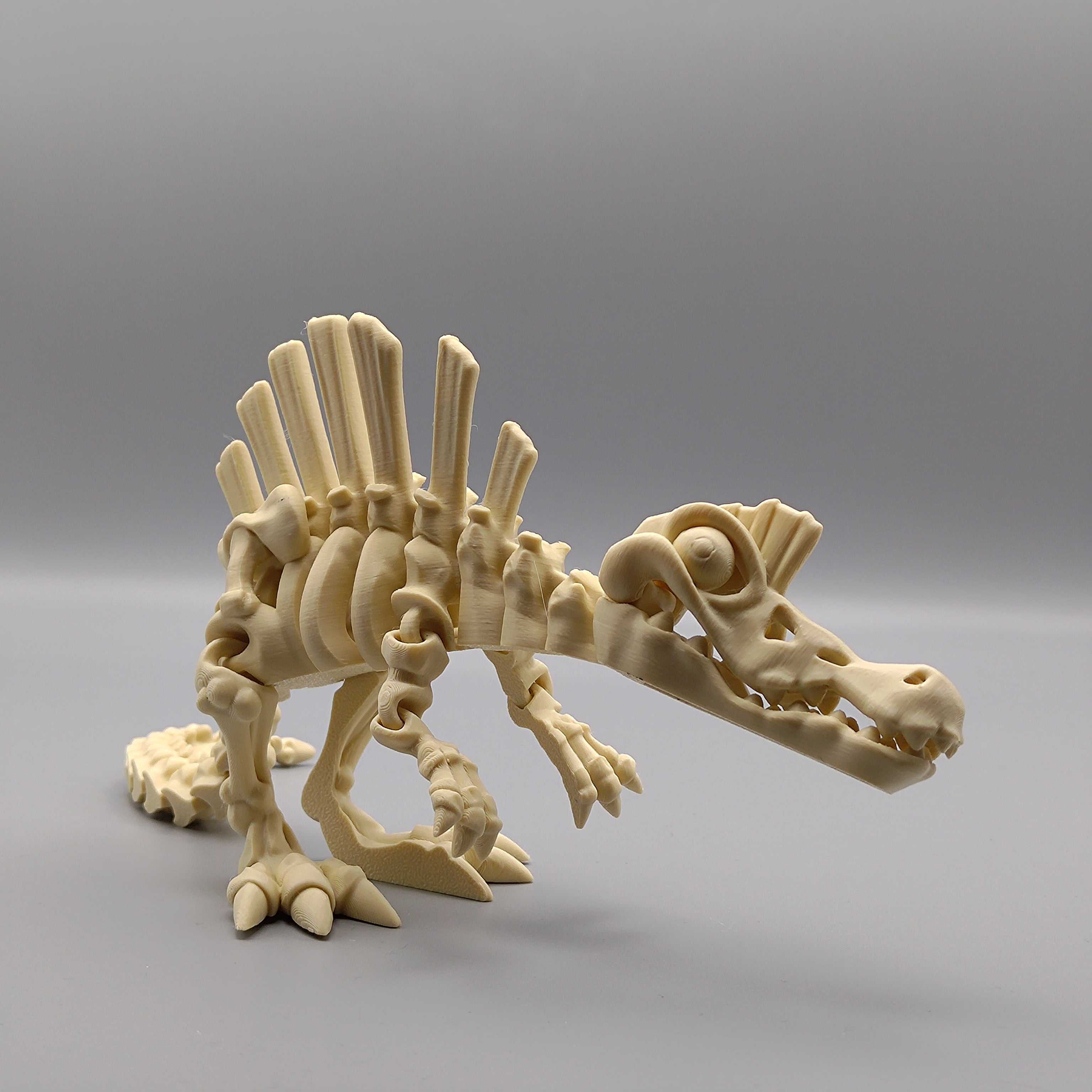 Articulated Dinosaur Spinosaurus Skeleton - Fillywinkel