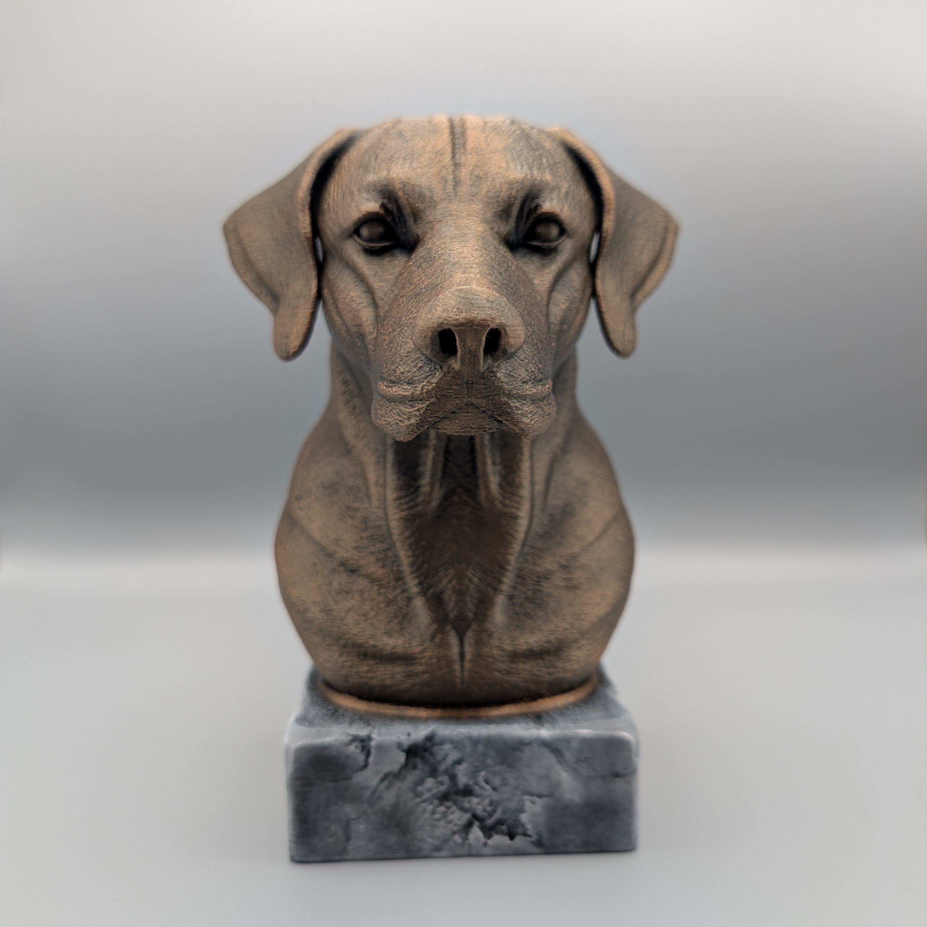 RhodesianRidgeback-Front-Fillywinkel