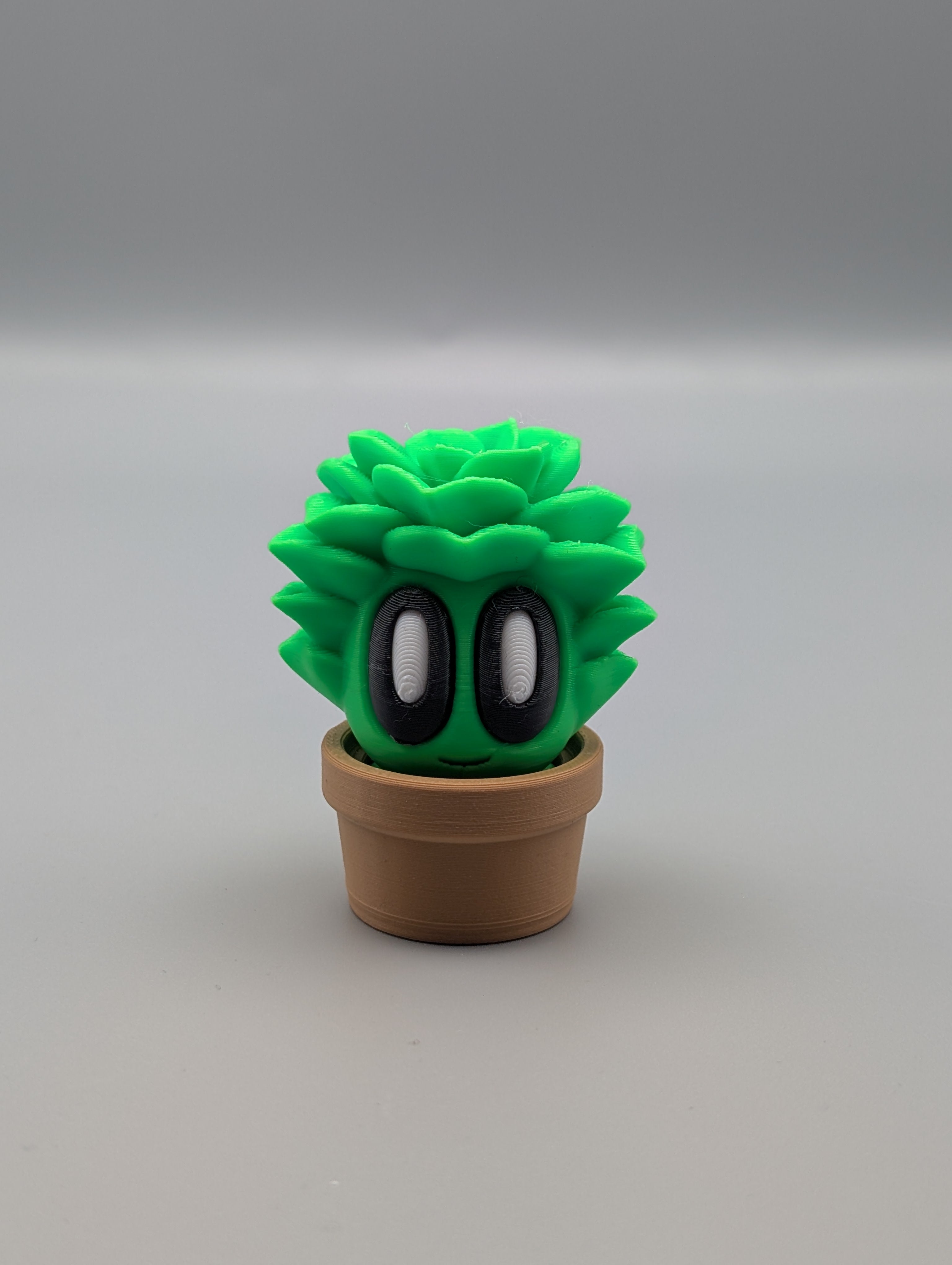 Succulent - Fillywinkel